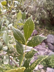Fraxinus uhdei