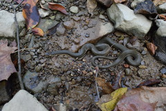 Regina septemvittata