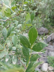 Fraxinus uhdei