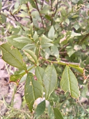 Fraxinus uhdei
