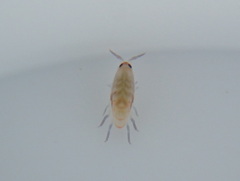 Megalorchestia corniculata