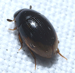 Cercyon praetextatus