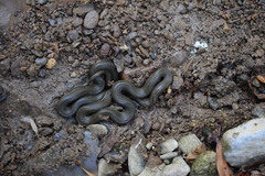 Regina septemvittata