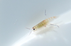 Megalorchestia corniculata