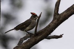 Coryphospingus pileatus