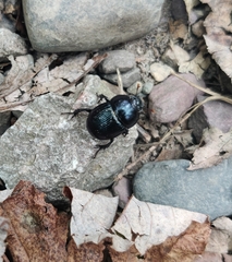 Geotrupes balyi