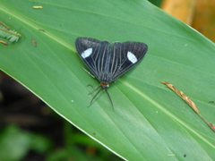 Calodesma collaris