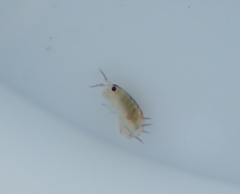Megalorchestia corniculata