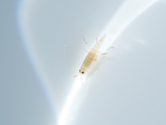 Megalorchestia corniculata