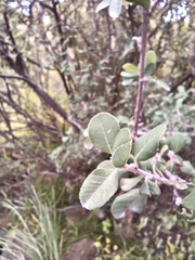 Malacomeles denticulata
