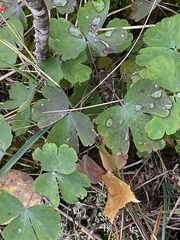 Aquilegia canadensis