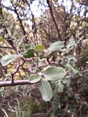 Malacomeles denticulata