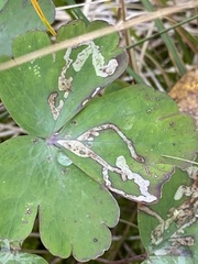 Phytomyza minuscula group