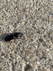 Scarites subterraneus