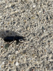 Scarites subterraneus