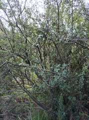 Malacomeles denticulata