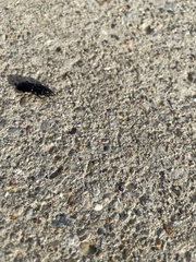 Scarites subterraneus