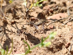 Nectaropota setigera