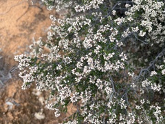 Cryptandra tomentosa