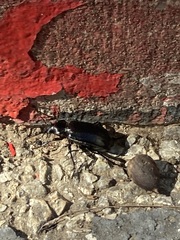 Calosoma marginale