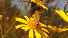 Hesperia attalus slossonae