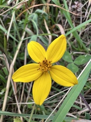 Bidens triplinervia