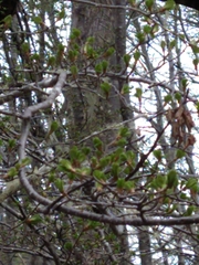 Nothofagus