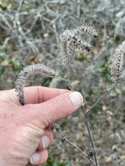 Phacelia malvifolia