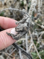 Phacelia malvifolia