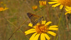 Hesperia attalus slossonae