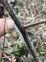 Phacelia malvifolia