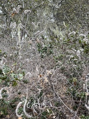 Phacelia malvifolia