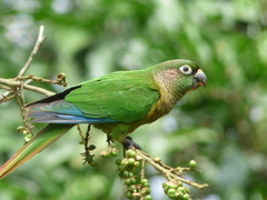 Pyrrhura frontalis