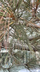 Pinus torreyana