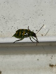 Diabrotica balteata