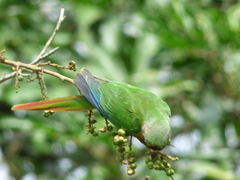 Pyrrhura frontalis