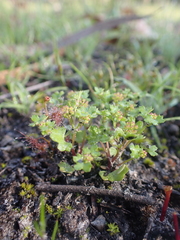 Hydrocotyle callicarpa