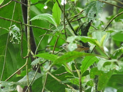Myrmotherula unicolor