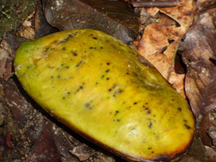 Swartzia langsdorffii