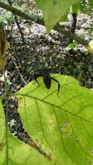 Acanthocephala terminalis