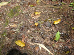 Swartzia langsdorffii