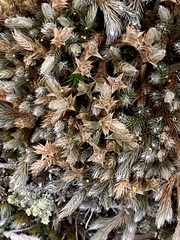 Selaginella rupestris