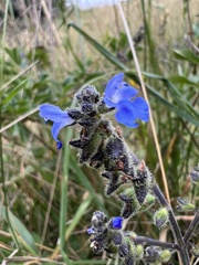Salvia palifolia