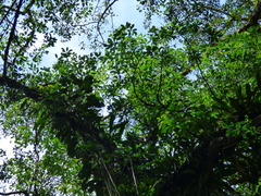 Swartzia langsdorffii