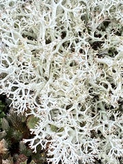 Cladonia uncialis