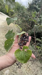 Vitis berlandieri