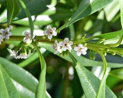 Myoporum