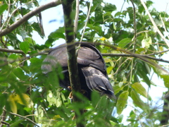 Spizaetus tyrannus