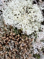 Cladonia uncialis