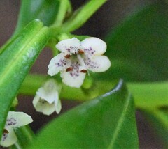 Myoporum